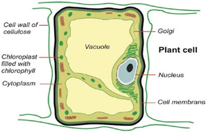 Which among the following is not a function of the vacuole ...